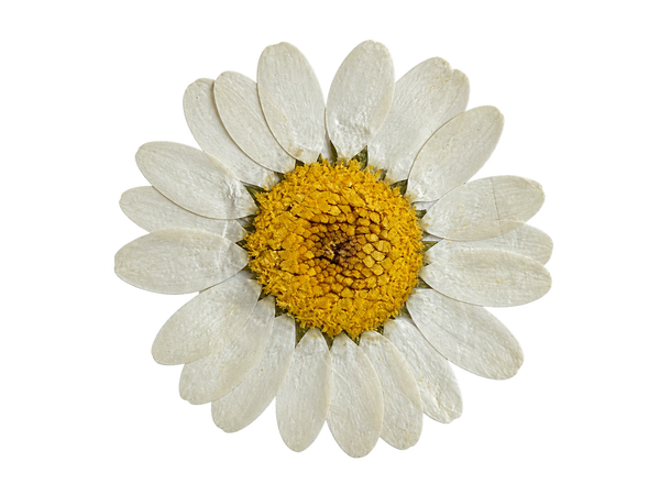 Fiore